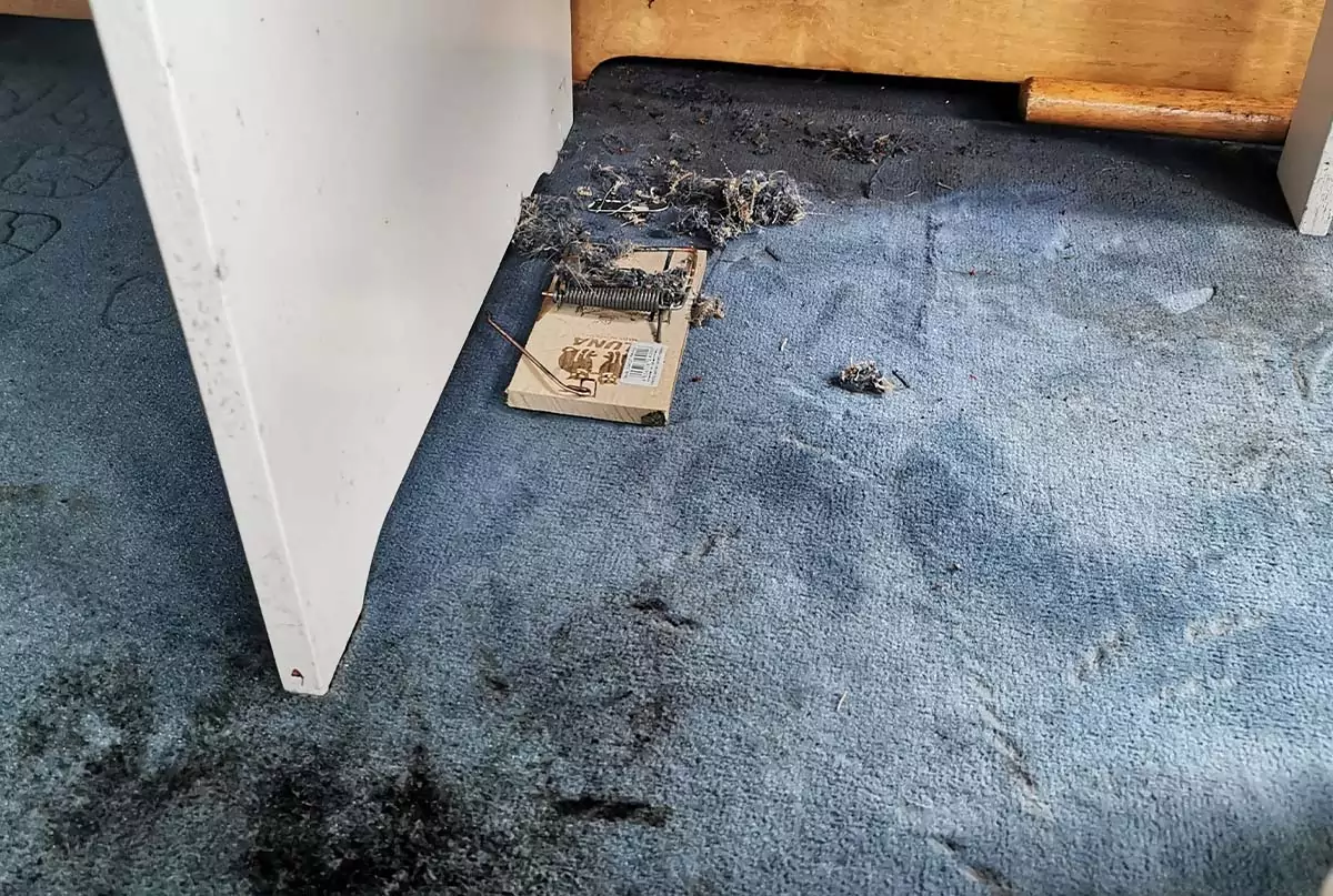 Bootsaufbereitung in Koblenz